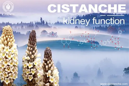 Cistanche-kidnry function-3(69)