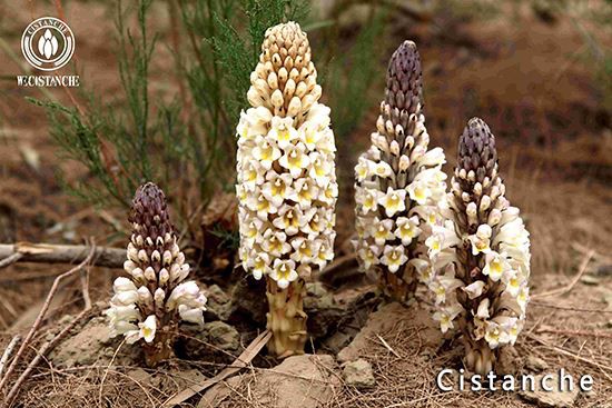 Cistanche deserticola