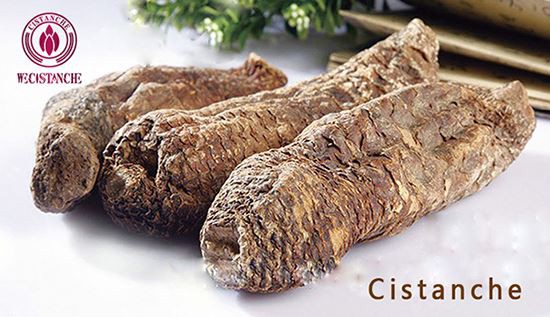 Cistanche desertiloca