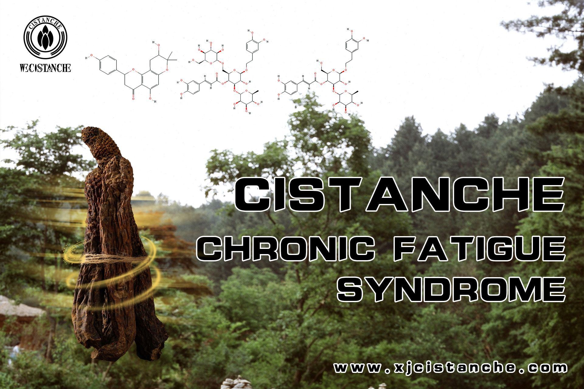 Cistanche extract can relieve chronic fatigue syndrome