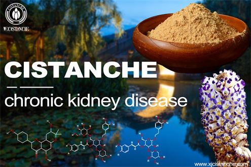 kidney transplantation: treatment option to kidney disease