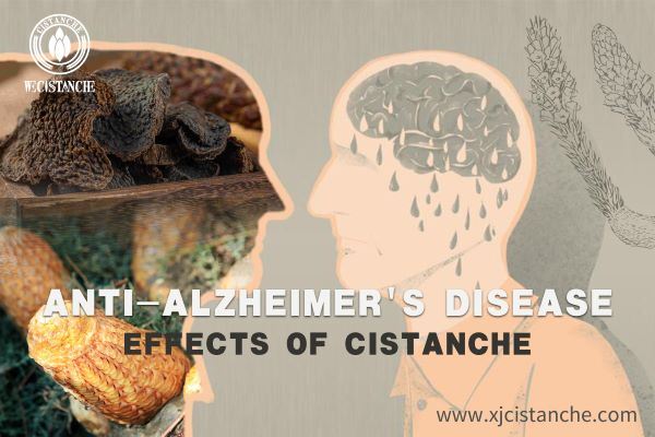 Cistanche ameliorates Alzheimer's disease