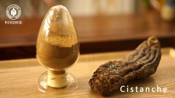 cistanche extract