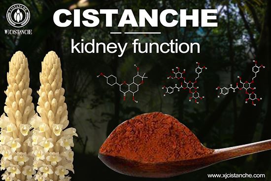 cistanche is good for choric kidney disease cistanche is good for choric kidney disease