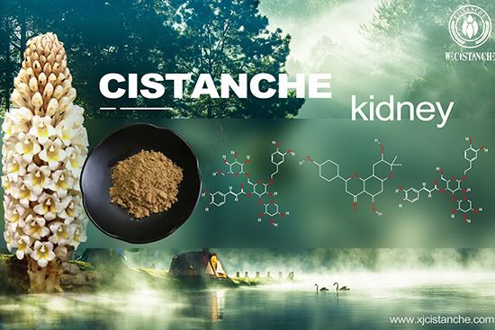 Cistanche tubulosa prevents kidney disease, click here to get the sample Cistanche tubulosa prevents kidney disease, click here to get the sample