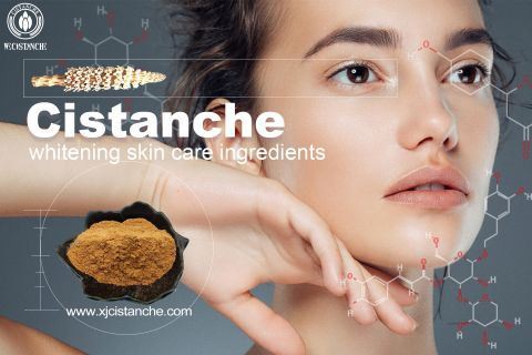 cistanche -whitening effect15
