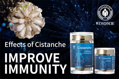 Cistanche 