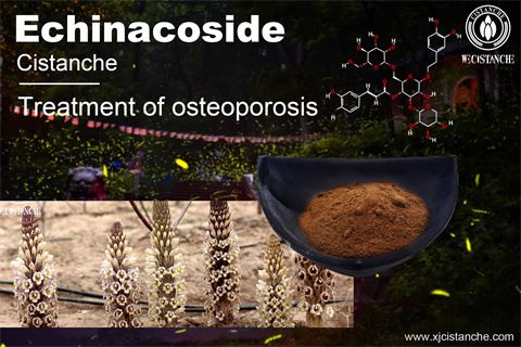 effects of echinacoside from cistanche effects of echinacoside from cistanche