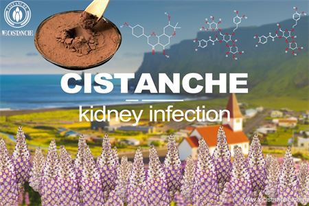 Cistanche-kidney infection-（13）