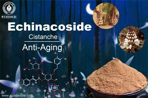 cistanche benefit: anti-aging