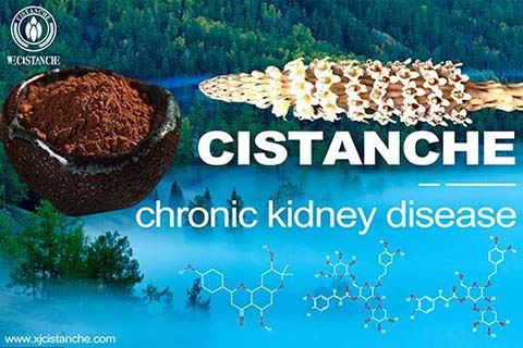 BEST BOTANICAL HOLISTIC CARE FOR KIDNEY DEFICIENCY BEST BOTANICAL HOLISTIC CARE FOR KIDNEY DEFICIENCY