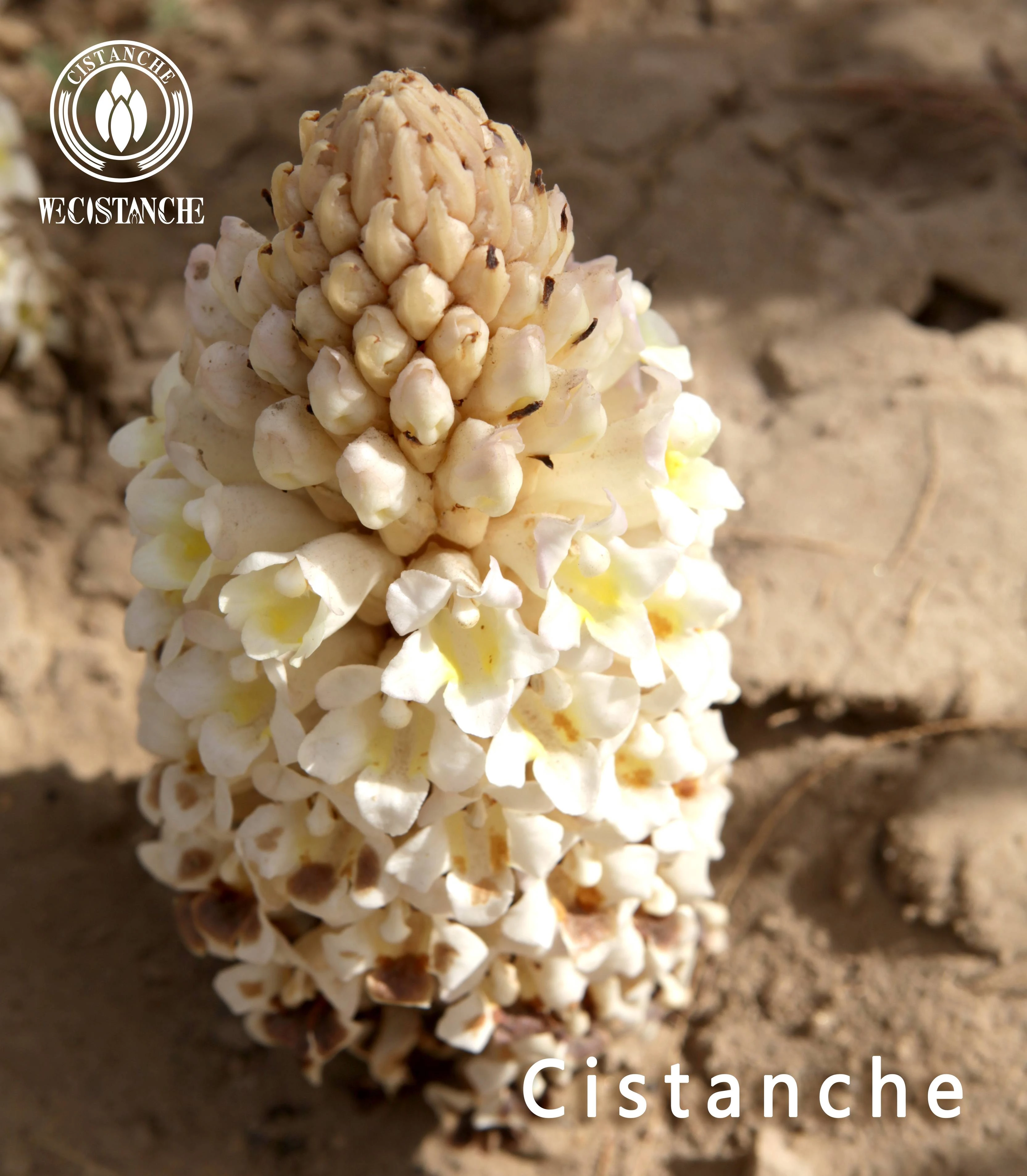 cistanche tubulosa memory