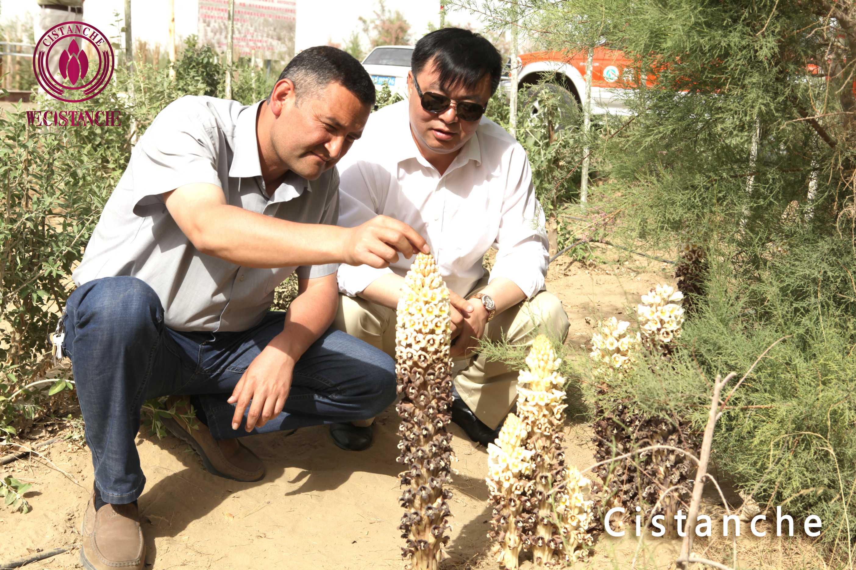 cistanche tubulosa dosage