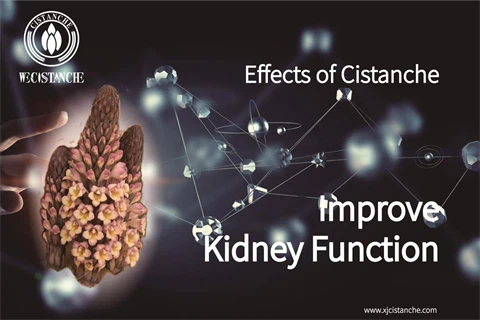 herba cistanches：improve kidney function
