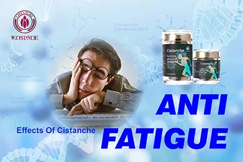 Cistanche antifatigue function (5)