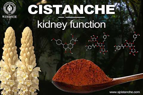 cistanche-kidney function