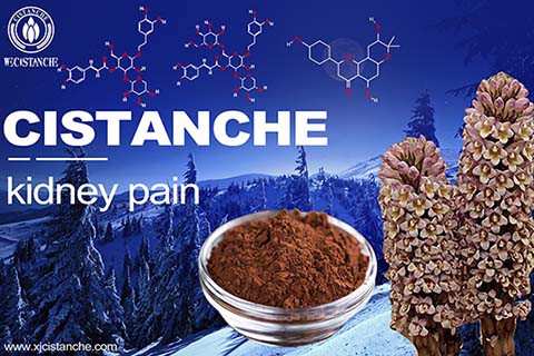 herbal cistanche kidney