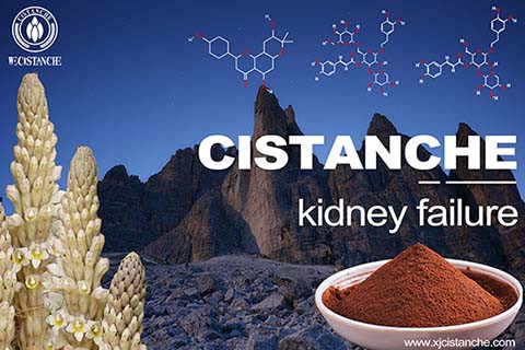 cistanche-kidney failure-1(43)