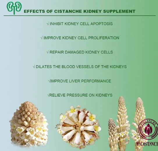 cistanche for sale