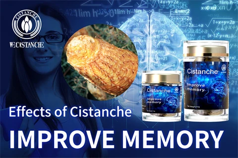 Effects of cistanche improve memory Effects of cistanche improve memory