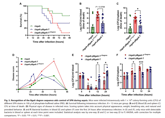 what is cistanche what is cistanche