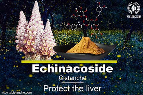 top quality 25% echinacoside cistanche 