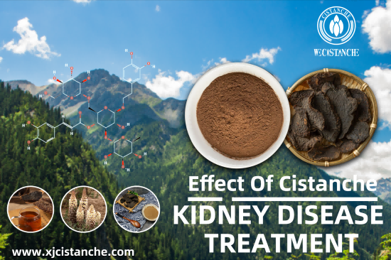  CISTANCHE EXTRACT WITH 25% ECHINACOSIDE AND 9% ACTEOSIDE FOR KIDNEY