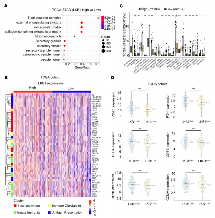 Figure 2. LKB1 is associated with the T−cell activation gene and immune checkpoints. (A) T−cell receptor complex showed the greatest difference in the LKB1 high and low expression subgroups. (B) CAMOIP database analysis of the differential expression of immune cells between the LKB1 high−and low−expression subgroups. (C) The heatmap shows the z−score normalized log−cpm values for signature immune gene sets based on LKB1 expression (n = 407). (D) PD−1, PD−L1, CD8A, CD8B, CD28, and GZMM were highly expressed in the LKB1−high GC patient subgroup. Unpaired t-test, ns: no significant difference, * p < 0.05, ** p < 0.01, *** p < 0.001, **** p < 0.0001.