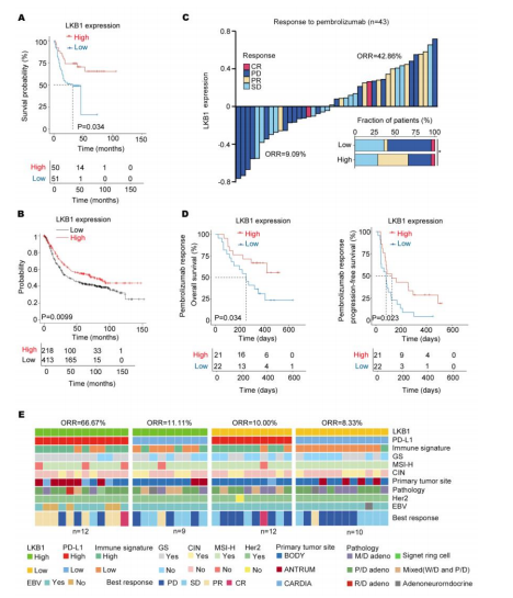 figure 5. LKB1 expression predicts responsiveness to pembrolizumab in GC patients. (A) High levels of LKB1 expression were associated with prolonged survival in GC patients from 2015 to 2019. (B) The Kaplan−Meier Plotter showed that high levels of LKB1 prolonged the survival of GC patients. (C) The stacked bar and waterfall plots show responsiveness to pembrolizumab in the ICB cohort (n = 43) based on LKB1 expression. (Pearson's χ2 test). (D) Kaplan−Meier curves of progression−free survival (PFS) and overall survival (OS) in the ICB cohort (n = 43) based on LKB1 expression. (E) Based on LKB1 mRNA expression in the subgroups of GC patients with PD−L1 high and low expression, the heatmap demonstrated responsiveness to pembrolizumab and molecular parameters in the ICB cohort (n = 43). GS, genomically stable; MSI−H, microsatellite instability−high; EBV, EBV positive; signet ring cell: gastric signet ring cell carcinoma; ORR, objective response rate; SD, stable disease; PR, partial response; PD, progressive disease; CR, complete response; M/D adeno, moderately differentiated adenocarcinoma; P/D adeno, poorly differentiated adenocarcinoma; W/D adeno, well−differentiated adenocarcinoma; Mixed (W/D and P/D), well−differentiated adenocarcinoma and poorly differentiated adenocarcinoma.