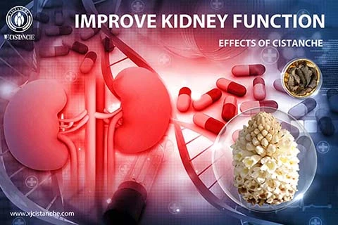 CISTANCHE KIDNEY SUPPLEMENTS CISTANCHE KIDNEY SUPPLEMENTS