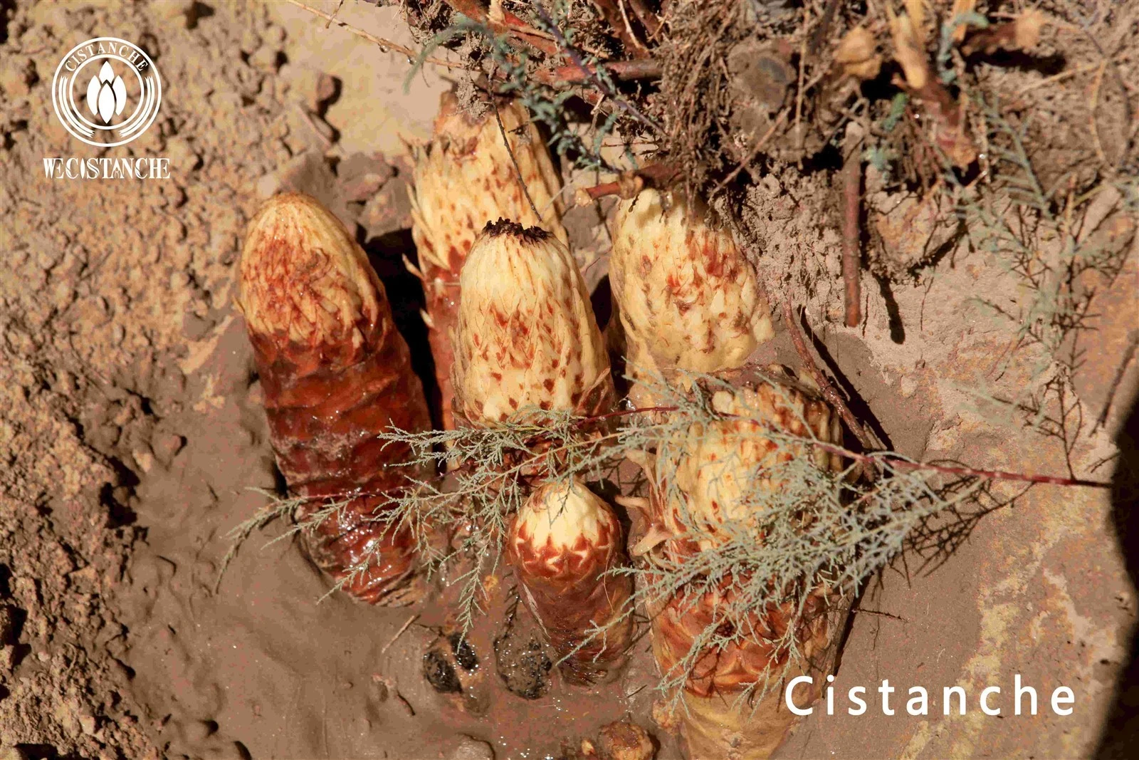 cistanche tubulosa for enhancing fitness and beauty cistanche tubulosa for enhancing fitness and beauty