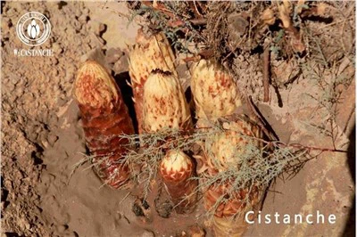 Cistanche ieguvums Cistanche efekti Cistanche blakusparādības Cistanche lietošana Cistanche devas