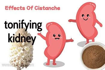 cistanche effect