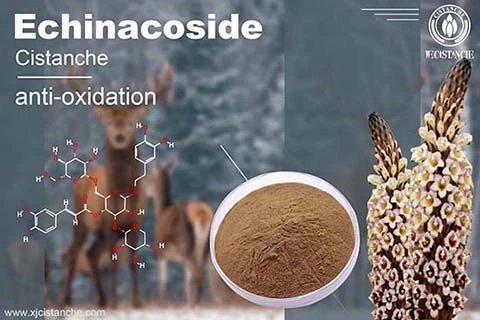 Cistanche Benefits in depression Cistanche Benefits in depression